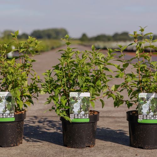 Philadelphus 'Belle Etoile' cont. 3,6L 60/+ cm +p