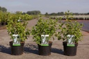 Philadelphus 'Belle Etoile' cont. 3,6L 60/+ cm +p