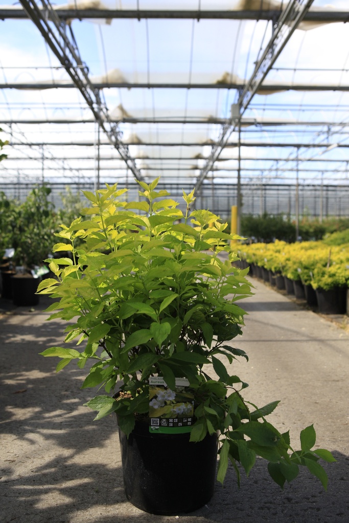 Philadelphus coronarius 'Aureus' Kont. 10L 60/+ cm +B
