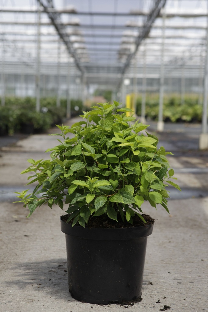 [P] Philadelphus coronarius 'Aureus' cont. 10L 60/+ cm +p