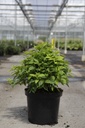 Philadelphus coronarius 'Aureus' cont. 10L 60/+ cm +ф