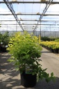 Philadelphus coronarius 'Aureus' cont. 10L 60/+ cm +f