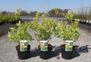 Philadelphus coronarius 'Aureus' cont. 3,6L 30-40 cm +p