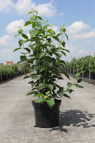 [P] Philadelphus coronarius cont. 10L 80-100 cm +ф