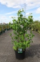 Philadelphus coronarius cont. 10L 80-100 cm +f
