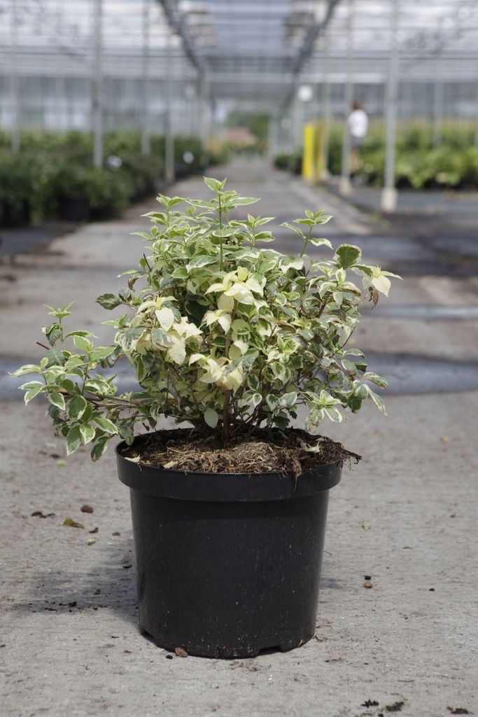 [P] Philadelphus coronarius 'Variegatus' cont. 10L 60/+ cm +ф
