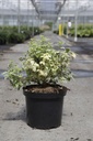 Philadelphus coronarius 'Variegatus' cont. 10L 60/+ cm +ф