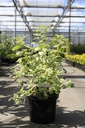 Philadelphus coronarius 'Variegatus' cont. 10L 60/+ cm +p