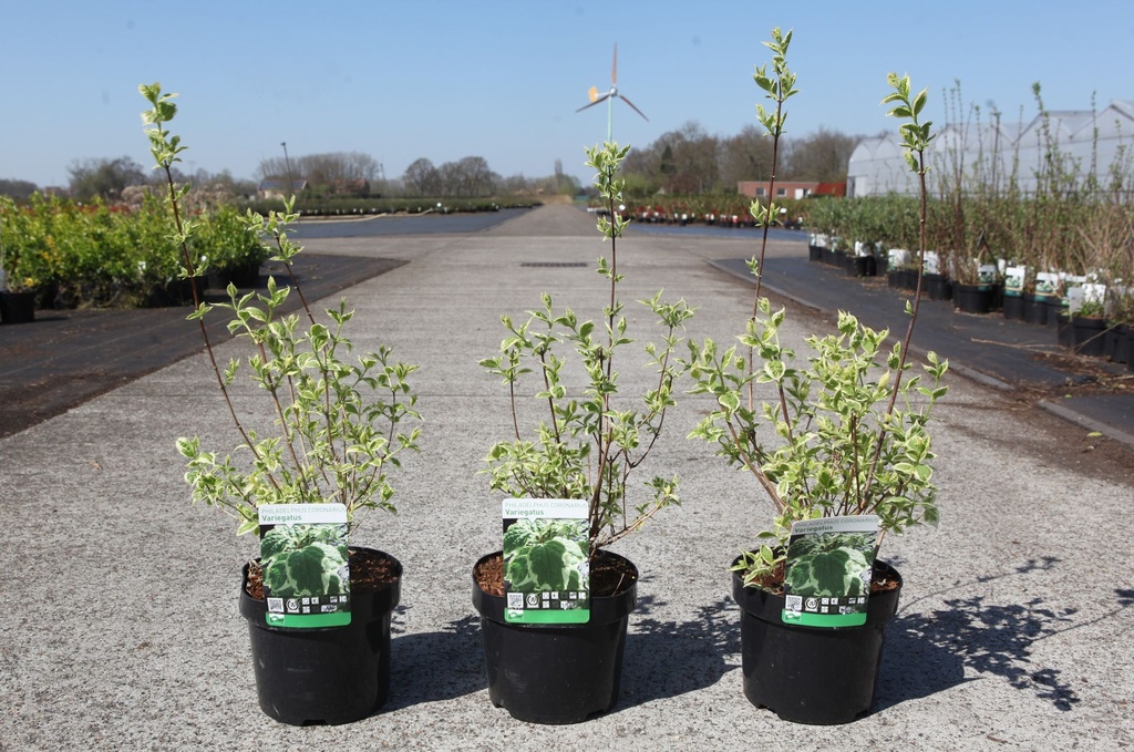 Philadelphus coronarius 'Variegatus' cont. 3,6L 30-40 cm +f