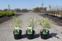 Philadelphus coronarius 'Variegatus' cont. 3,6L 30-40 cm +f