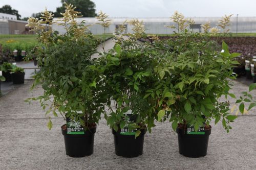 [P] Astilbe (J) 'Washington' cont. 3,6L +B