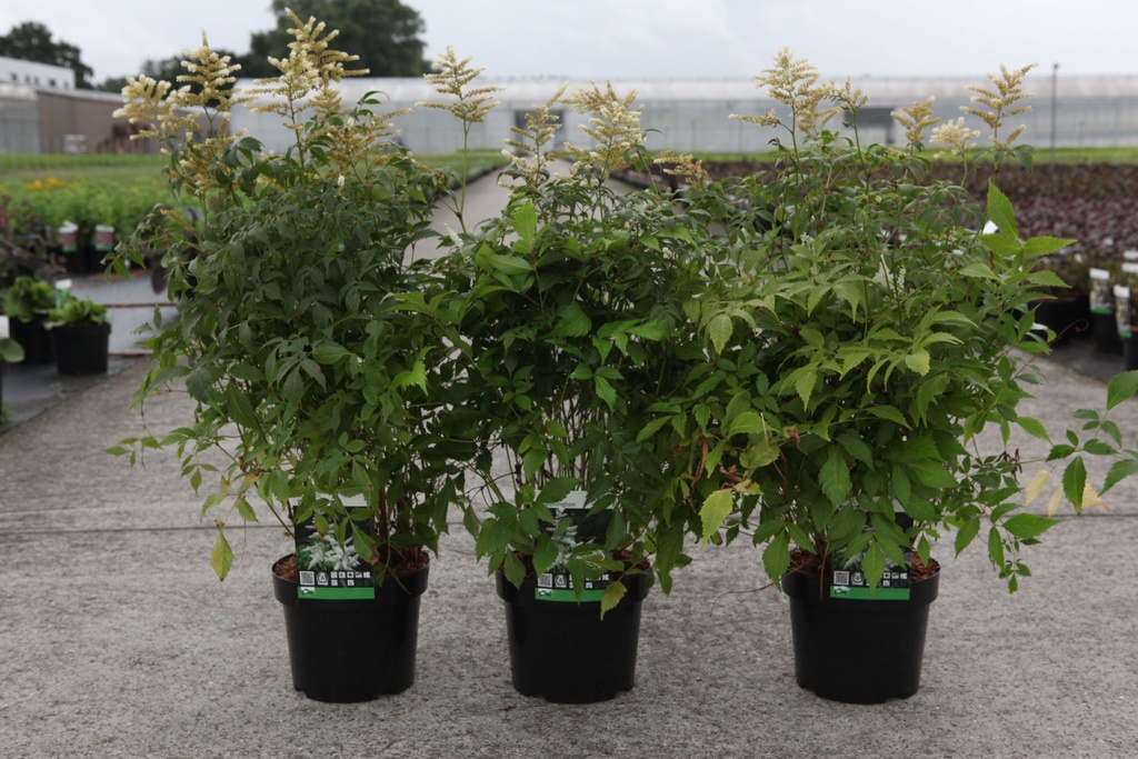 Astilbe (J) 'Washington' cont. 3,6L +p