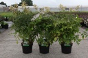 Astilbe (J) 'Washington' cont. 3,6L +p