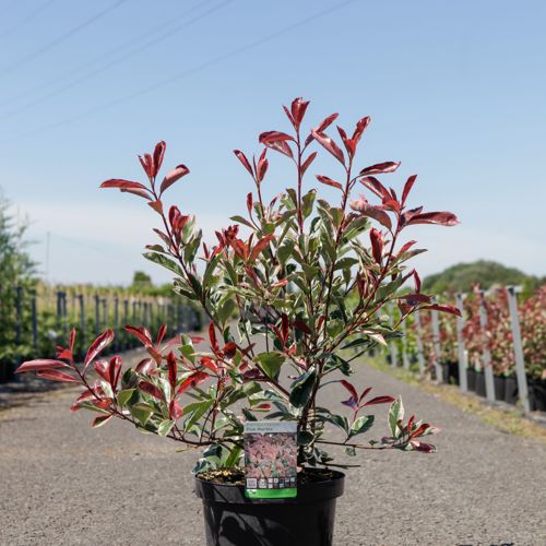 Photinia fraseri PINK MARBLE (PBR) cont. 10L 60-80 cm +ф
