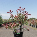 Photinia fraseri PINK MARBLE (PBR) cont. 10L 60-80 cm +p