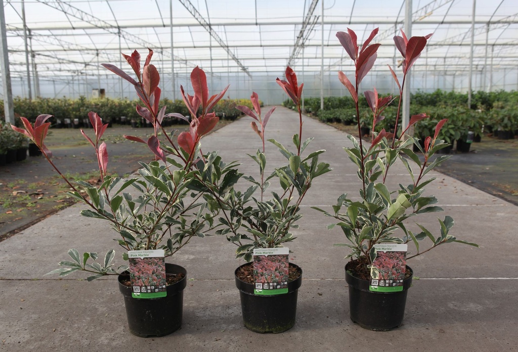 Photinia fraseri PINK MARBLE (PBR) cont. 3,6L 40/+ cm +f