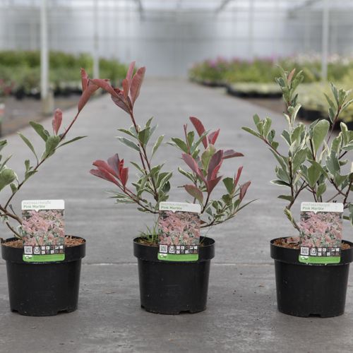 Photinia fraseri PINK MARBLE (PBR) cont. 3,6L 40/+ cm +p