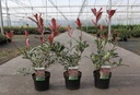 Photinia fraseri PINK MARBLE (PBR) cont. 3,6L 40/+ cm +B
