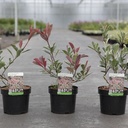 Photinia fraseri PINK MARBLE (PBR) cont. 3,6L 40/+ cm +B