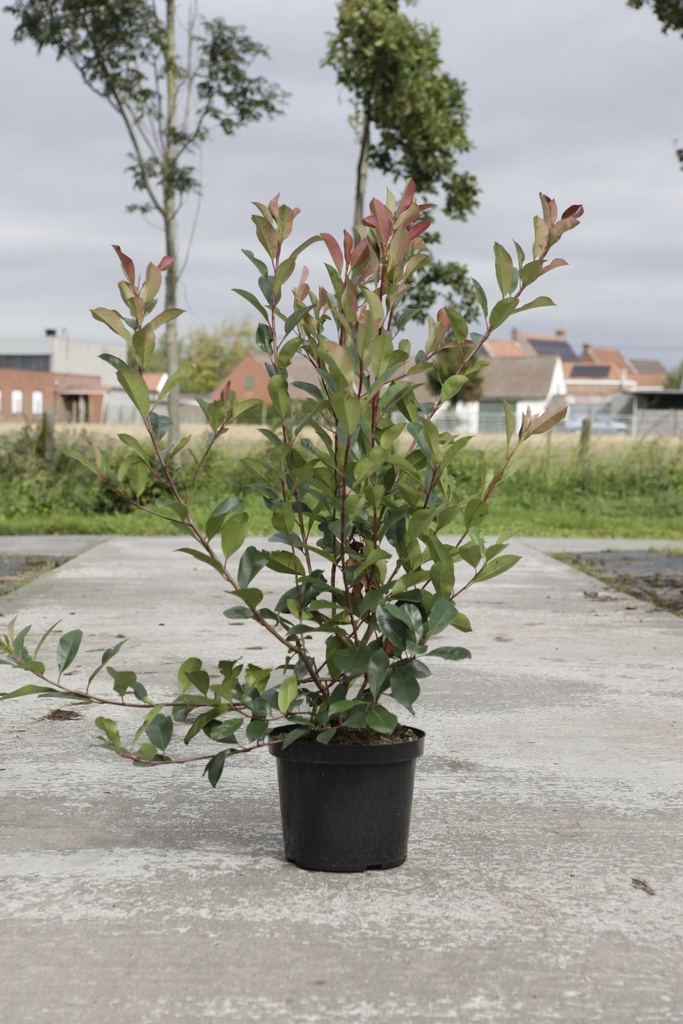 Photinia fraseri 'Red Robin' cont. 10L 100/+ cm