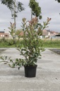 Photinia fraseri 'Red Robin' cont. 10L 100/+ cm