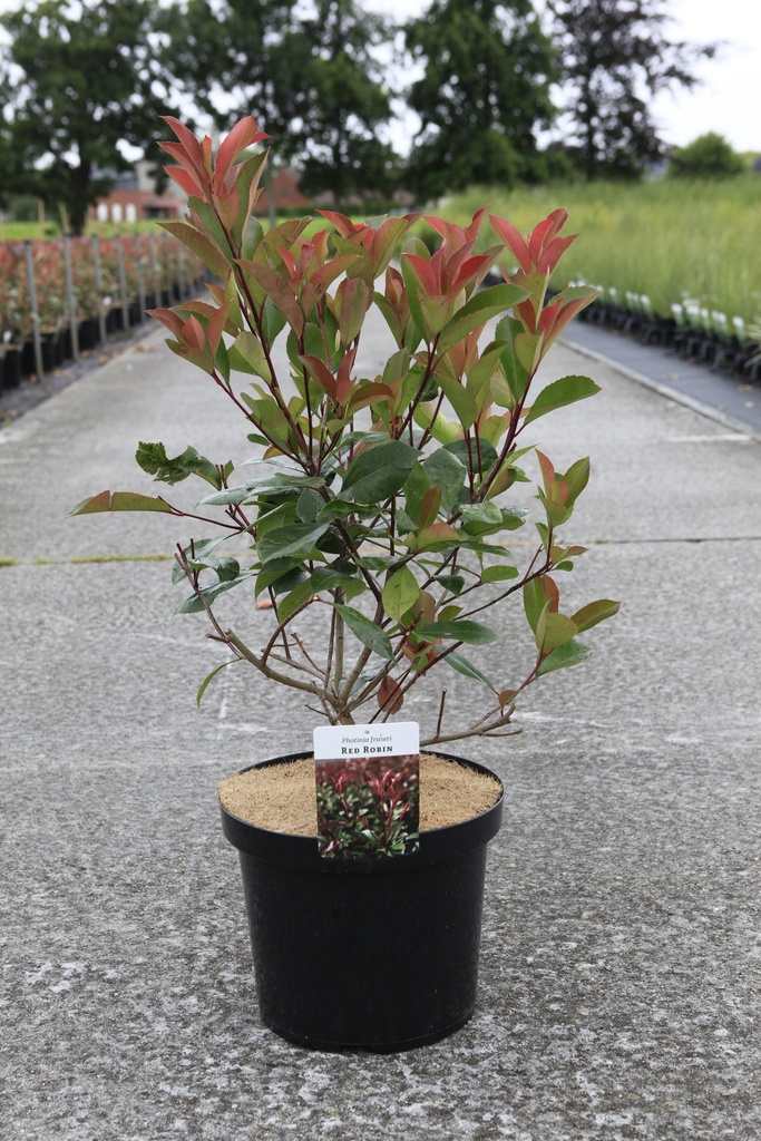 Photinia fraseri 'Red Robin' Kont. 10L 80-100 cm