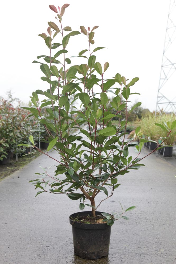 Photinia fraseri 'Red Robin' cont. 10L 80-100 cm