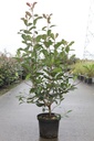 Photinia fraseri 'Red Robin' cont. 10L 80-100 cm