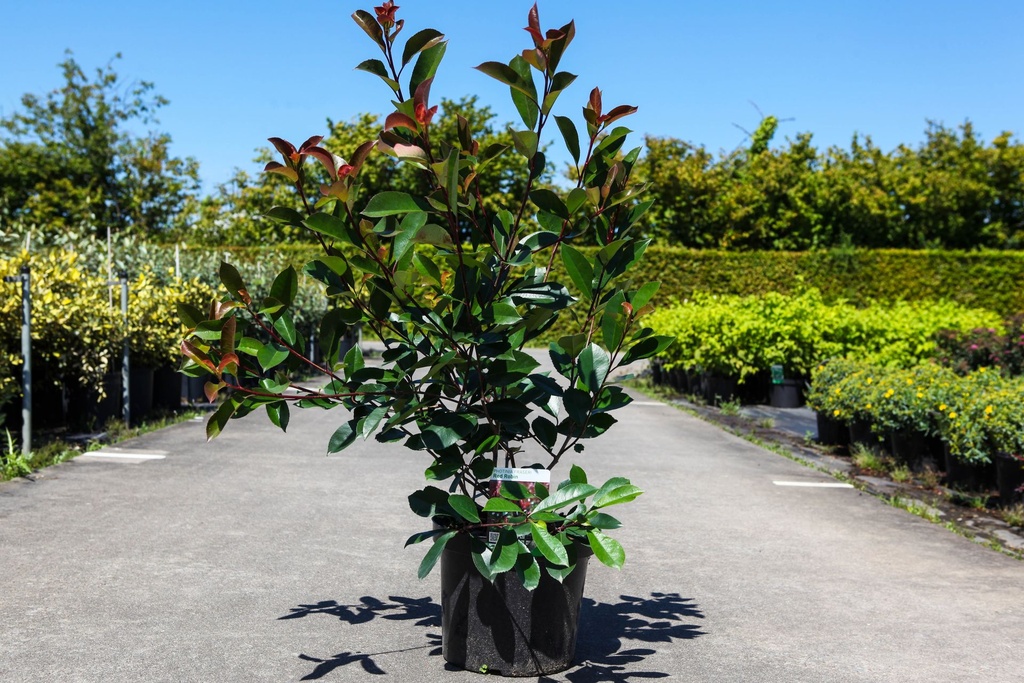 Photinia fraseri 'Red Robin' cont. 18L halfstam