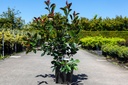 Photinia fraseri 'Red Robin' cont. 18L halfstam