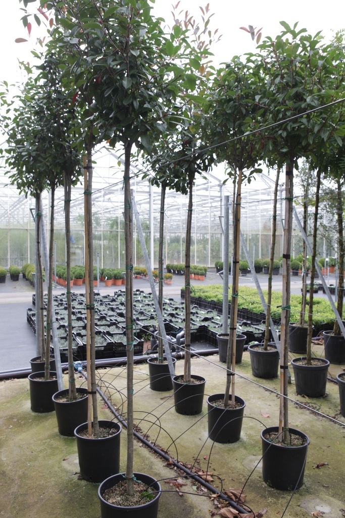 Photinia fraseri 'Red Robin' cont. 18L hoogstam 6-8
