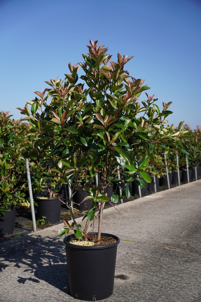 [P] Photinia fraseri 'Red Robin' cont. 25L 125-150 cm