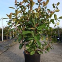 Photinia fraseri 'Red Robin' cont. 25L 125-150 cm