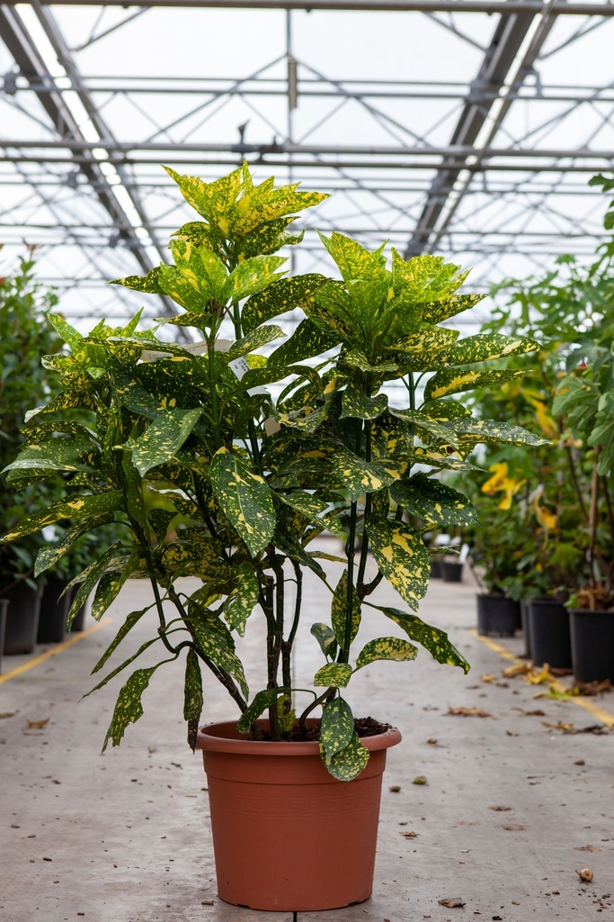[P] Aucuba japonica 'Crotonifolia' cont. 15L 60-80 cm