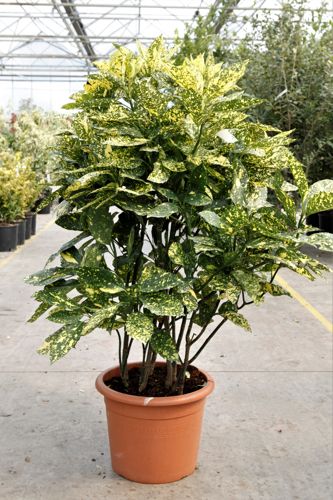 Aucuba japonica 'Crotonifolia' cont. 15L 60-80 cm