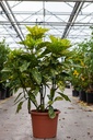 Aucuba japonica 'Crotonifolia' cont. 15L 60-80 cm