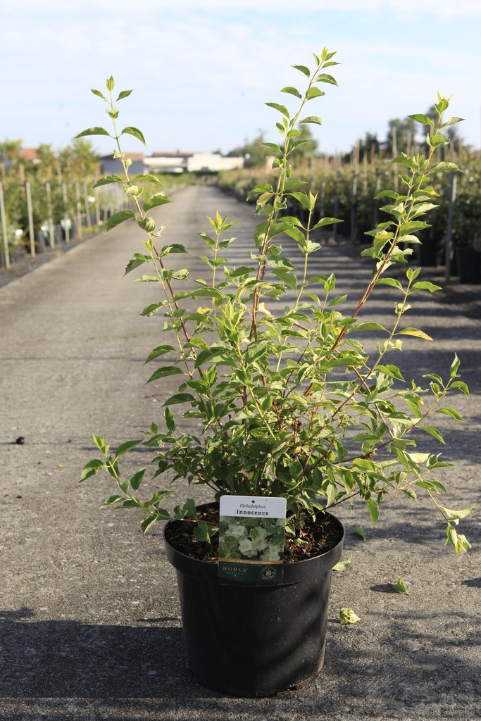 [P] Philadelphus 'Innocence' cont. 10L 80-100 cm +f