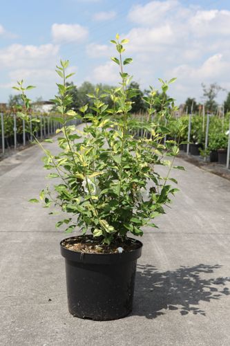 [P] Philadelphus 'Innocence' cont. 10L 80-100 cm +p