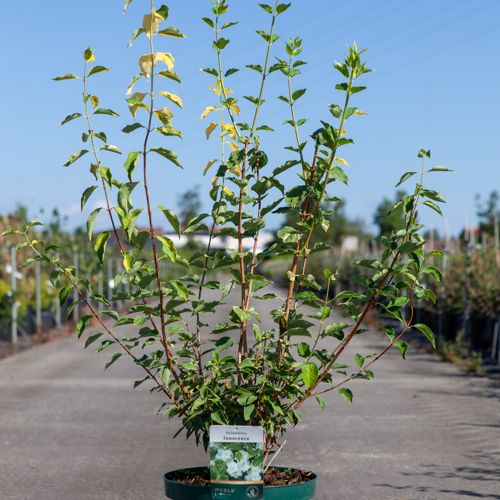 [P] Philadelphus 'Innocence' cont. 10L deco 80-100 cm +B
