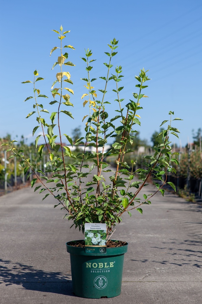 Philadelphus 'Innocence' cont. 10L deco 80-100 cm +B