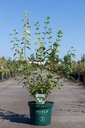 Philadelphus 'Innocence' cont. 10L deco 80-100 cm +B