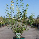 Philadelphus 'Innocence' cont. 10L deco 80-100 cm +p