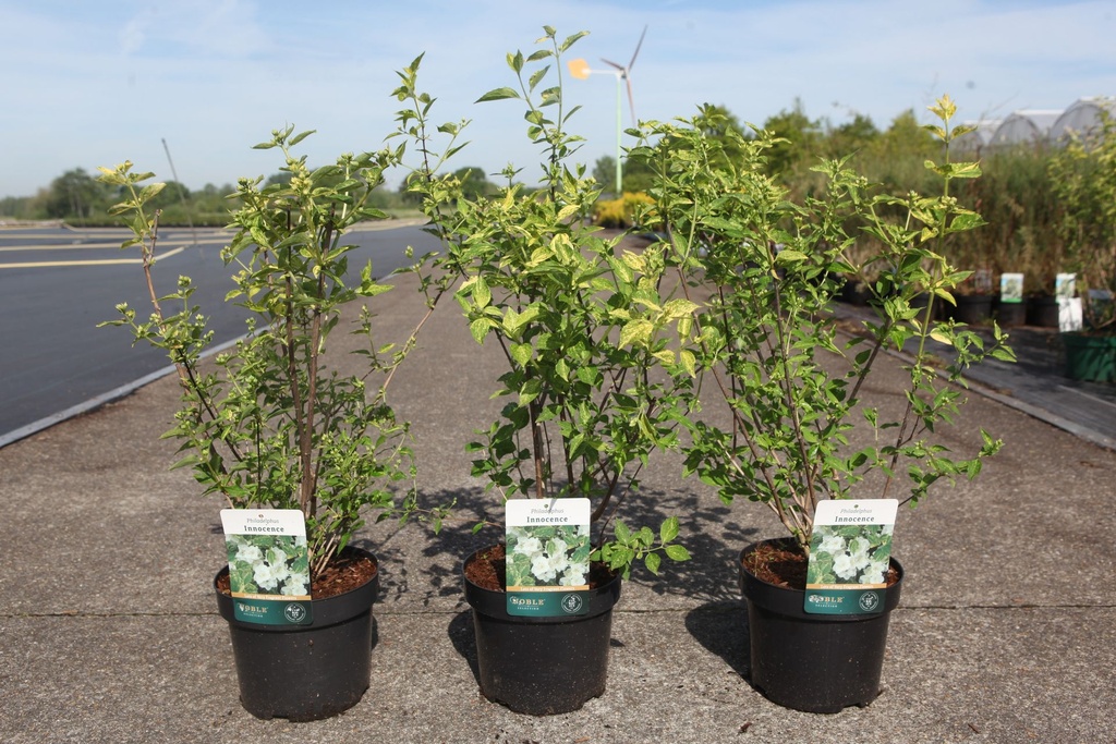 Philadelphus 'Innocence' cont. 3,6L 50-60 cm +p