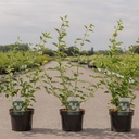 Philadelphus 'Innocence' cont. 3,6L 50-60 cm +ф