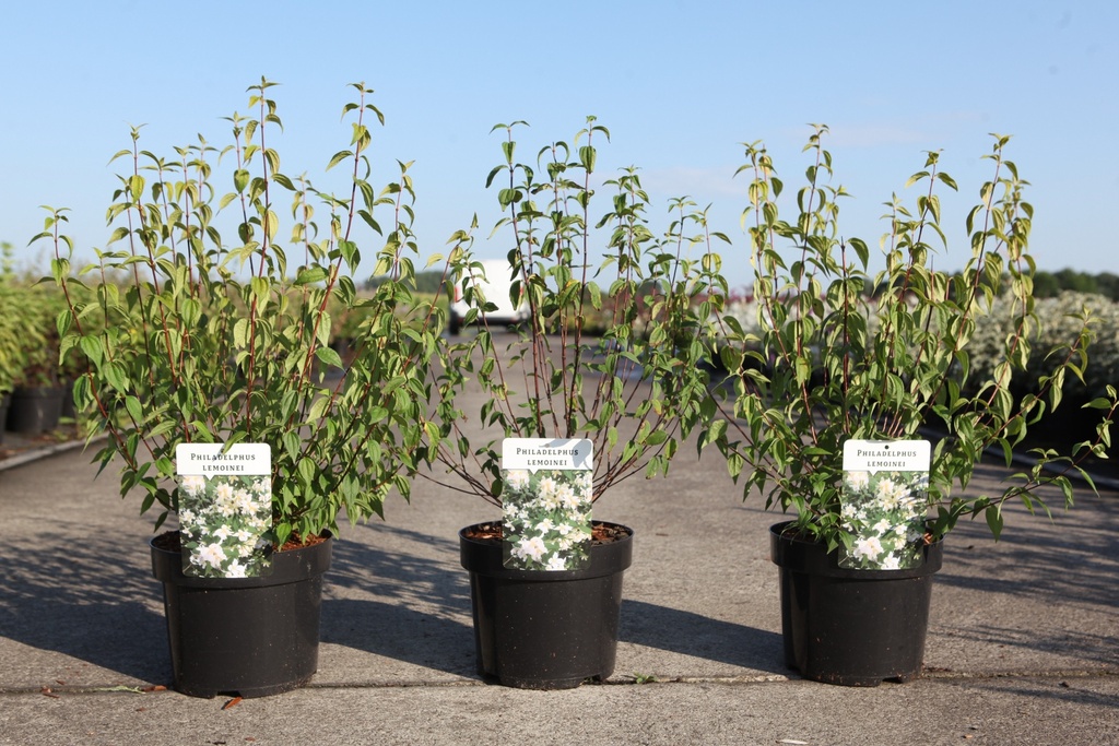 Philadelphus 'Lemoinei' cont. 3,6L 40-50 cm +B