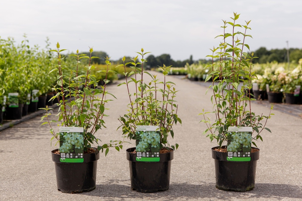 [P] Philadelphus 'Lemoinei' cont. 3,6L 40-50 cm +p