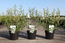 Philadelphus 'Lemoinei' cont. 3,6L 40-50 cm +f