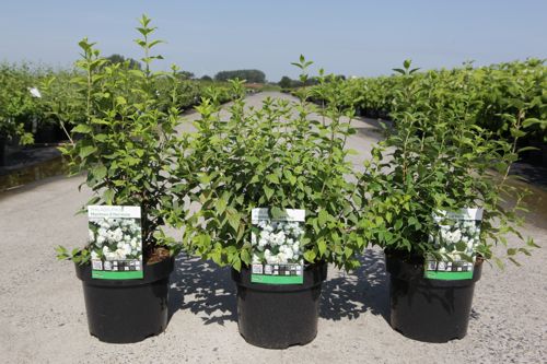 Philadelphus 'Manteau d'Hermine' cont. 3,6L 30-40 cm +ф