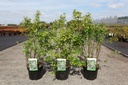 Philadelphus 'Manteau d'Hermine' cont. 3,6L 30-40 cm +B
