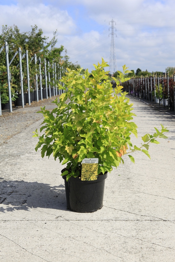 Physocarpus opulifolius ANGEL GOLD (PBR) Kont. 10L 60-80 cm +B